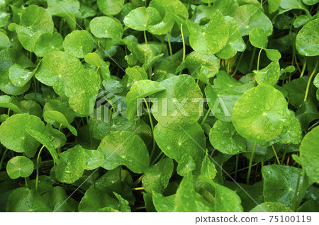 SERDANG, MALAYSIA -DECEMBER 03, 2016: Hydrocatyle Javanica or local name Pegaga Gajah. Herb vegetable normally used in south east Asian cooking ingredient or eat freshly. SERDANG, MALAYSIA -DECEMBER 03, 2016: Hydrocatyle Javanica or local name Pegaga Gajah. Herb vegetable normally used in south east Asian cooking ingredient or eat freshly. 75100119