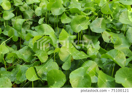 SERDANG, MALAYSIA -DECEMBER 03, 2016: Hydrocatyle Javanica or local name Pegaga Gajah. Herb vegetable normally used in south east Asian cooking ingredient or eat freshly. SERDANG, MALAYSIA -DECEMBER 03, 2016: Hydrocatyle Javanica or local name Pegaga Gajah. Herb vegetable normally used in south east Asian cooking ingredient or eat freshly. 75100121