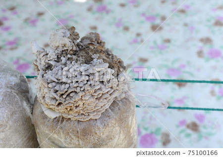 SELANGOR, MALAYSIA -DECEMBER 03, 2016: Fresh mushrooms grown commercially by farmers. Mushrooms are grown outside plastic containers filled with sawdust and manure. SELANGOR, MALAYSIA -DECEMBER 03, 2016: Fresh mushrooms grown commercially by farmers. Mushrooms are grown outside plastic containers filled with sawdust and manure. 75100166