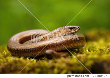 Twisted slowworm basking on a green mossy rock in springtime nature. Twisted slowworm basking on a green mossy rock in springtime nature. 75100524