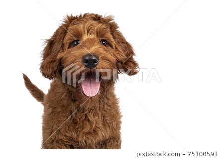 Cobberdog pup on white background 75100591