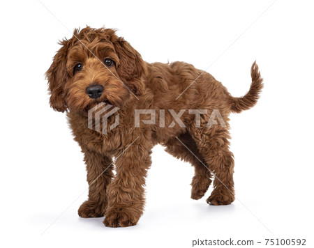 Cobberdog pup on white background 75100592