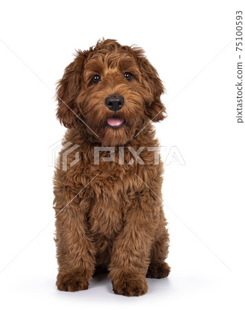 Cobberdog pup on white background 75100593