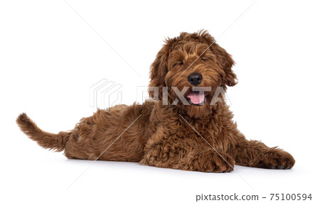 Cobberdog pup on white background 75100594