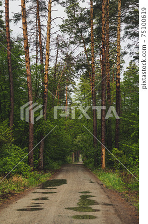 Dark moody forest Dark moody forest 75100619