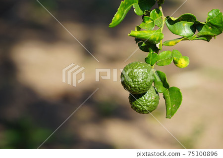 Green bergamot or Kaffir lime on tree. Kaffir Lime also call Citru Hustrix in the garden. Green bergamot or Kaffir lime on tree. Kaffir Lime also call Citru Hustrix in the garden. 75100896
