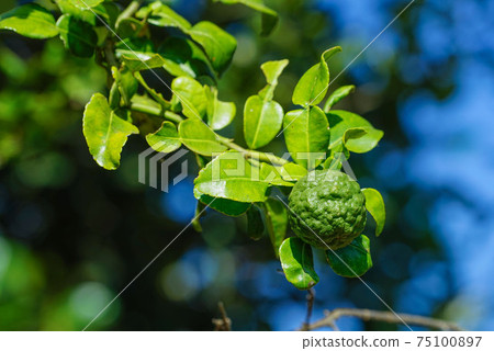 Green bergamot or Kaffir lime on tree. Kaffir Lime also call Citru Hustrix in the garden. Green bergamot or Kaffir lime on tree. Kaffir Lime also call Citru Hustrix in the garden. 75100897