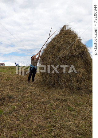 A young woman throws hay on a wooden support with a hand tool for further drying on the field, the season of haymaking. A young woman throws hay on a wooden support with a hand tool for further drying on the field, the season of haymaking. 75100944