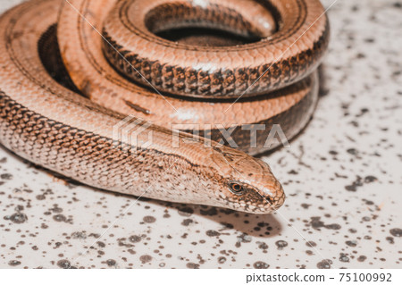 A lizard twisted in a circle basks in the sun, a slow and timid amphibian. 75100992