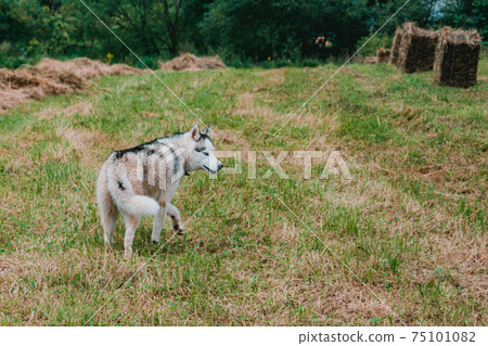 Siberian Husky walks on a freshly mowed field. Siberian Husky walks on a freshly mowed field. 75101082