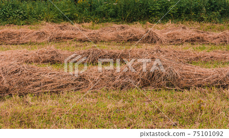 Dried grass and bales in the field, pressed hay in the field. 75101092