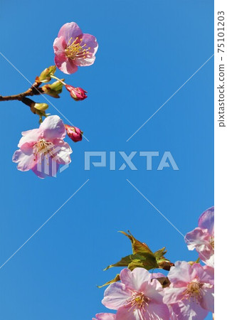 櫻花(河津櫻) 櫻花(河津櫻) 75101203