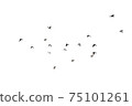 Flocks of flying pigeons isolated on white background. Clipping path. 75101261