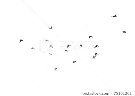 Flocks of flying pigeons isolated on white background. Clipping path. 75101261