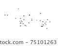 Flocks of flying pigeons isolated on white background. Clipping path. 75101263