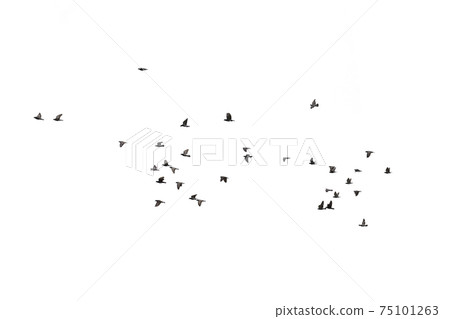 Flocks of flying pigeons isolated on white background. Clipping path. 75101263