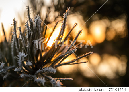 Beautiful sunset and frost pine needles at winter, Finland. 75101324