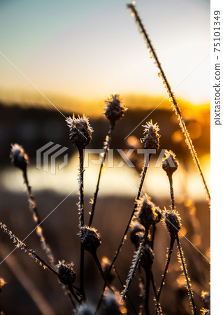 Beautiful sunset on river Kymijoki at winter, Finland. 75101349