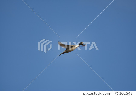 在藍天下本拿比不列顛哥倫比亞省加拿大的男性長尾跳舞 在藍天下本拿比不列顛哥倫比亞省加拿大的男性長尾跳舞 75101545