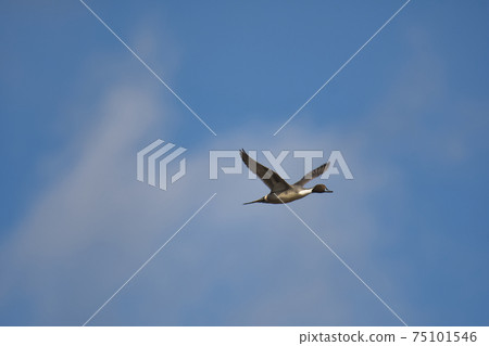 在藍天下本拿比不列顛哥倫比亞省加拿大的男性長尾跳舞 75101546