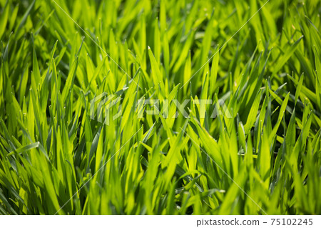 Barley young leaves 75102245