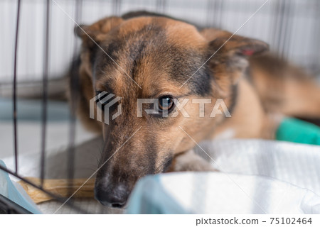 sad mongrel dog in a cage 75102464