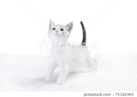small color-point kitten on a white fur rug looks up small color-point kitten on a white fur rug looks up 75102465
