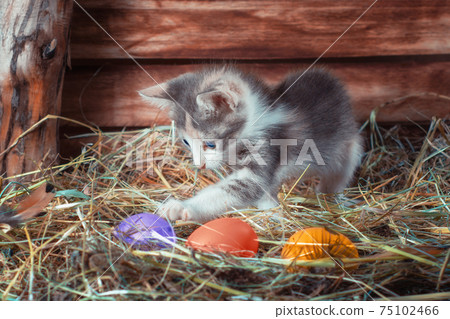 easter egg hunt little kitten in a chicken coop with colorful eggs easter egg hunt little kitten in a chicken coop with colorful eggs 75102466