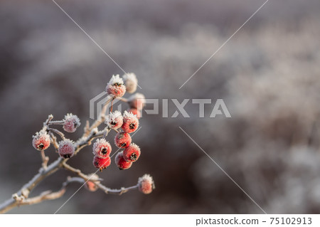 Hawthorn berries covered with hoarfrost at winter sunny day. 75102913