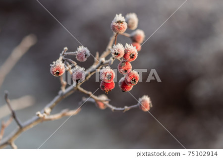 Hawthorn berries covered with hoarfrost at winter sunny day. 75102914