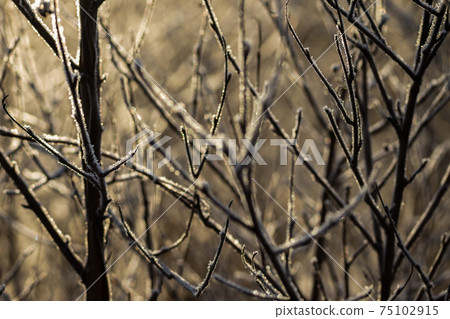 Forest at winter. Branches covered with hoarfrost. 75102915