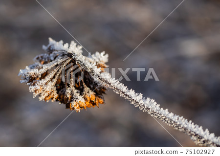 Dry plant covered with hoarfrost at winter sunny day. Dry plant covered with hoarfrost at winter sunny day. 75102927