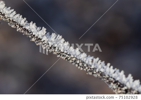 Dry plant branch covered with hoarfrost at winter sunny day. Dry plant branch covered with hoarfrost at winter sunny day. 75102928