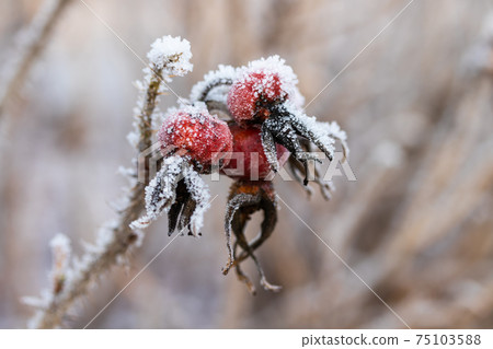 Dog rose berries covered with hoarfrost at winter sunny day. Dog rose berries covered with hoarfrost at winter sunny day. 75103588