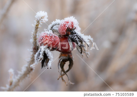 Dog rose berries covered with hoarfrost at winter sunny day. Dog rose berries covered with hoarfrost at winter sunny day. 75103589