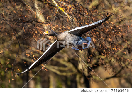 The flying greylag goose, Anser anser is a species of large goose 75103626