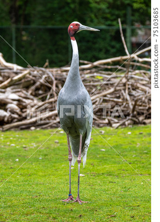 Sarus crane, Grus antigone also known as Indian sarus crane 75103685