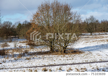 A picture of a tree on a crispy cold winter day on a moor. Picture from Lund, Sweden A picture of a tree on a crispy cold winter day on a moor. Picture from Lund, Sweden 75103699