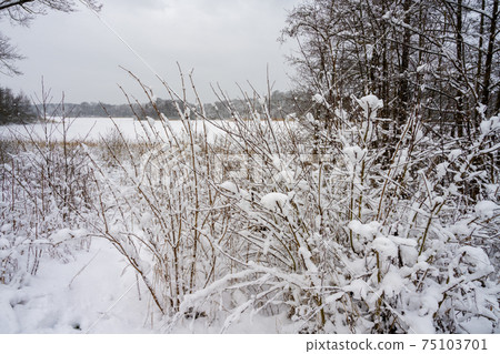 Shrubs covered in snow on a crispy cold winter day. Picture from Scania, Sweden Shrubs covered in snow on a crispy cold winter day. Picture from Scania, Sweden 75103701