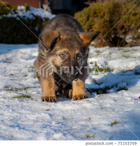 A nine weeks old German Shepherd puppy in a snowy garden looking straight into the camera 75103709