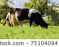 Illustration of spotted cow grazes in green meadow 75104084