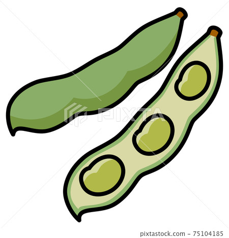 Broad beans 2 pods white background cut illustration material 75104185