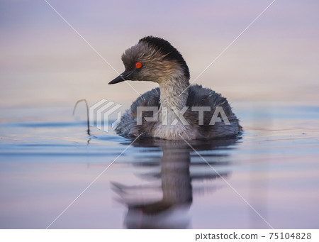 Silvery Grebe, Patagonia, Argentina 75104828