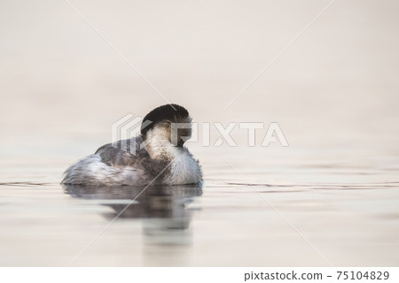 Silvery Grebe, Patagonia, Argentina 75104829