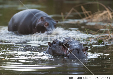 Hippopotamus baby gaming, Kruger National Park Hippopotamus baby gaming, Kruger National Park 75104833