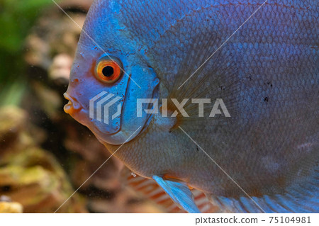 Blue fish from the spieces Symphysodon discus in aquarium. Freshwater aquaria concept 75104981