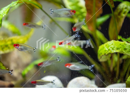 Rummy nose tetra Hemigrammus bleheri in fishtank 75105030