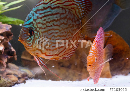 Fish from the spieces Symphysodon discus in fishtank. 75105033