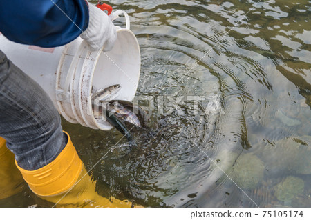 [山間鱒魚向中津川的排放] 75105174
