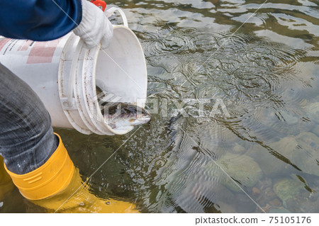 [山間鱒魚向中津川的排放] 75105176
